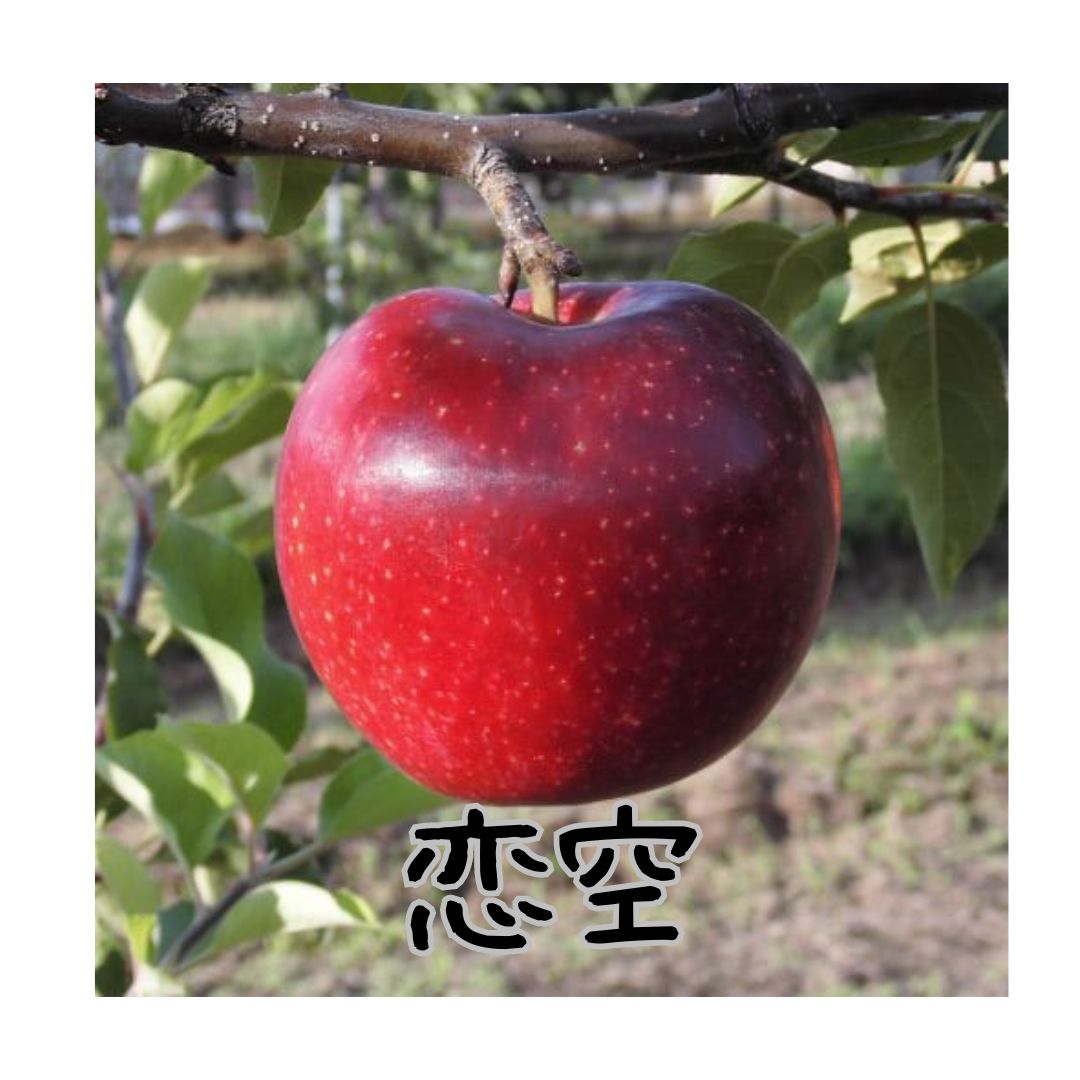 直販情報解禁!