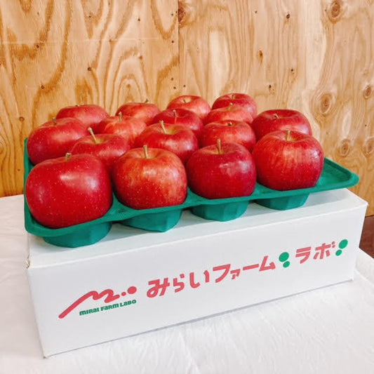 弘前ふじ 発送開始!!