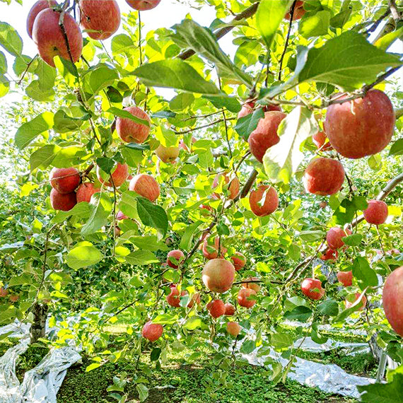 青森りんご 晩生種MIX 15㎏(約48個入)【スタンダード/バリュー】