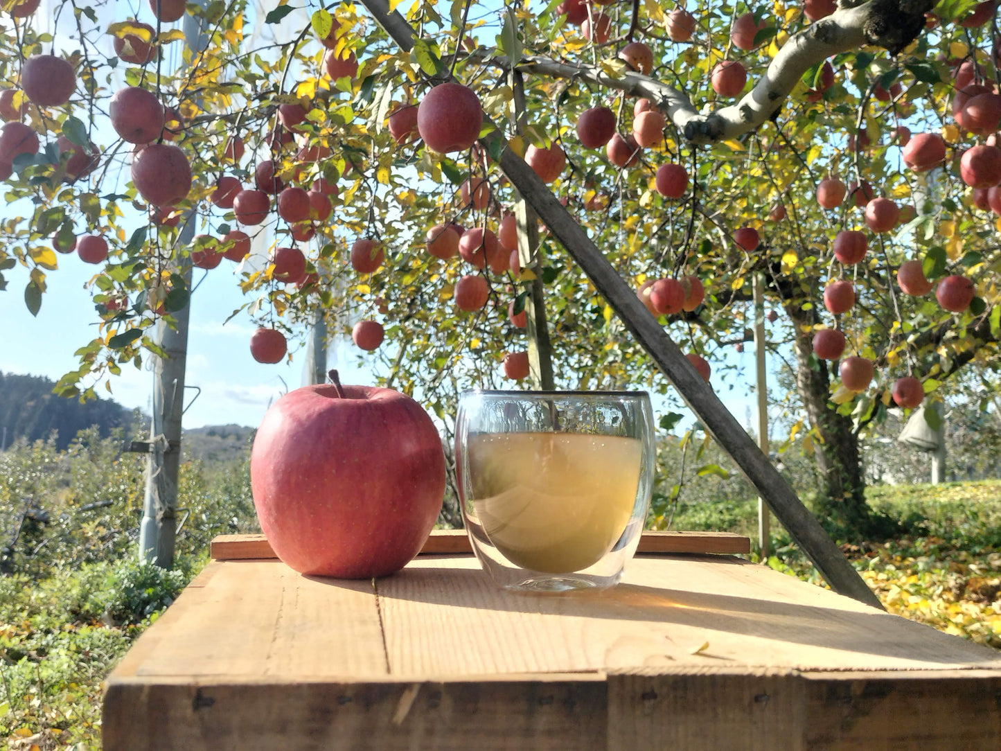 国産りんご果汁100％【180㎖】全5品種・15本セット　