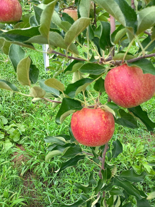 つがるの収穫がはじまる🍎！